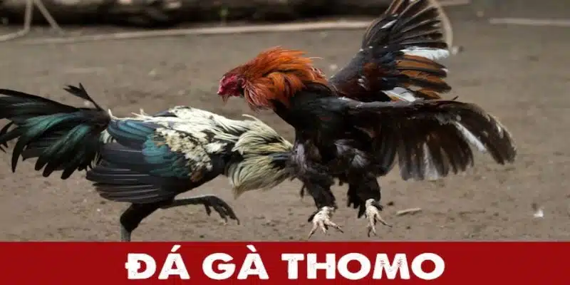 Thomo là một địa điểm chơi gà chọi nổi tiếng nhất hiện nay